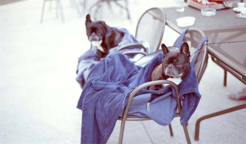 犬の肛門周囲瘻とは？症状から治療法まで徹底解説