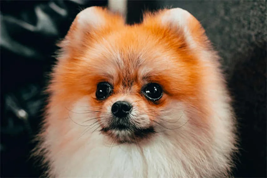 子犬のストラングルとは？症状・原因・治療法を獣医師が解説