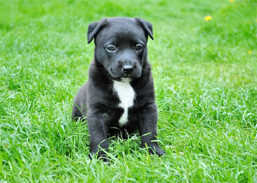 子犬のストラングルとは？症状・原因・治療法を獣医師が解説