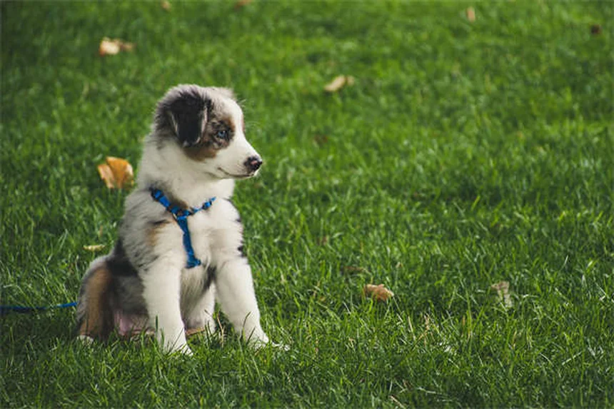 犬の食欲不振を解決！獣医が教える5つの食欲増進法