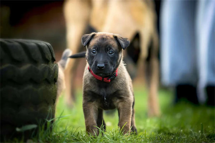 犬の食欲不振を解決！獣医が教える5つの食欲増進法
