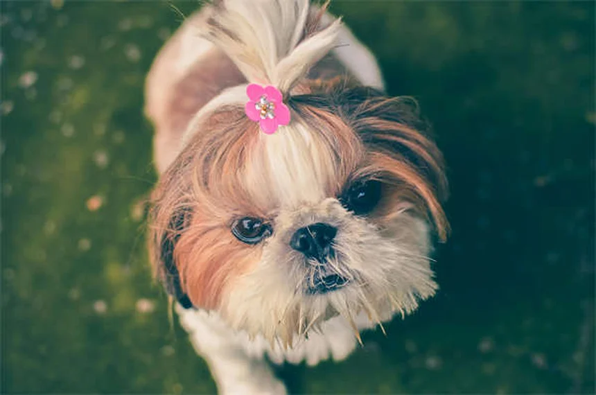 犬の食欲不振を解決！獣医が教える5つの食欲増進法