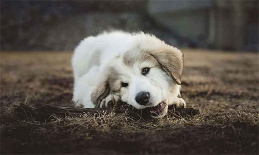 犬の目やにの種類と対処法｜獣医師が教える5つの症状チェック